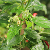 Cayenne (Capsicum annum) (30,000 Heat Units)